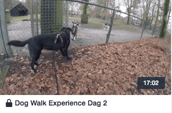wandelen met je hond
