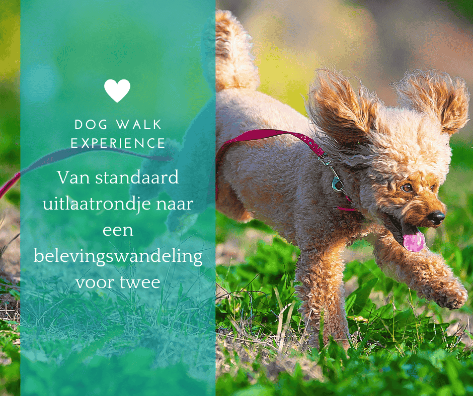 Dog Walk Experience